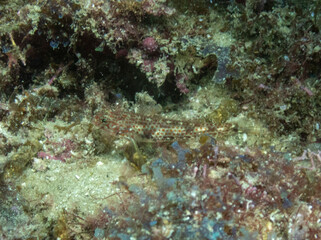 Obraz premium Redlight Goby