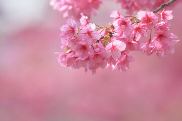 春を彩る美しいピンクの桜の花