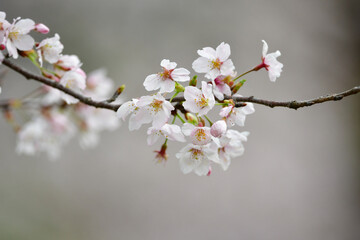 春を彩る美しいピンクの桜の花