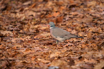Wood pigeon looking for food among the fallen leaves