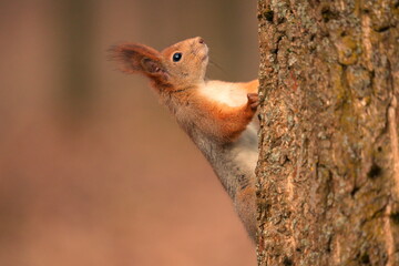 Red squirrel (Sciurus vulgaris) climbing a tree