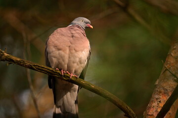 The common wood pigeon or common woodpigeon (Columba palumbus), also known as simply wood pigeon, wood-pigeon or woodpigeon, is a large species in the dove and pigeon family