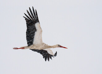 Symbol of spring: the stork returns home through a heavy snowstorm.