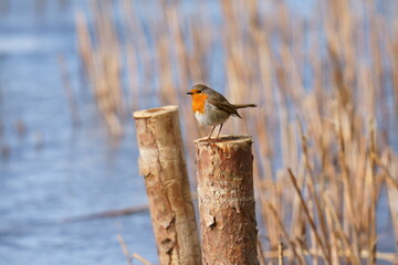 A beautiful bird sits on a log on the shore of a pond. The European robin (Erithacus rubecula), known simply as the robin or robin redbreast is a small insectivorous passerine bird