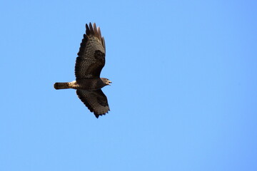A large bird of prey flies across the blue sky. The common buzzard (Buteo buteo) is a medium-to-large bird of prey which has a large range.