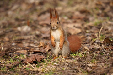 Naklejka na ściany i meble Red squirrel (Sciurus vulgaris) looking for food among the fallen leaves