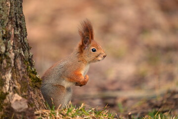 Red squirrel (Sciurus vulgaris) looking for food among the fallen leaves