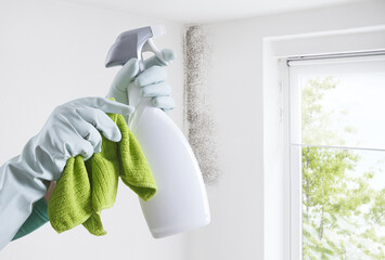 Hands with gloves and spray bottle isolated on wall with mold and window. Eliminate Mold with...