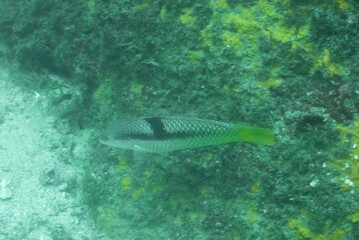 Fototapeta premium Spinster Wrasse