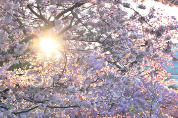 Sunrise through the blossoms in DC