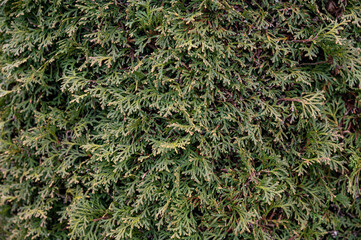 green moss background