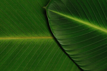 Calathea crotalifera known as the rattlesnake plant. Two leaves overlap each other. Green background. Leaf texture. Natural text canvas.