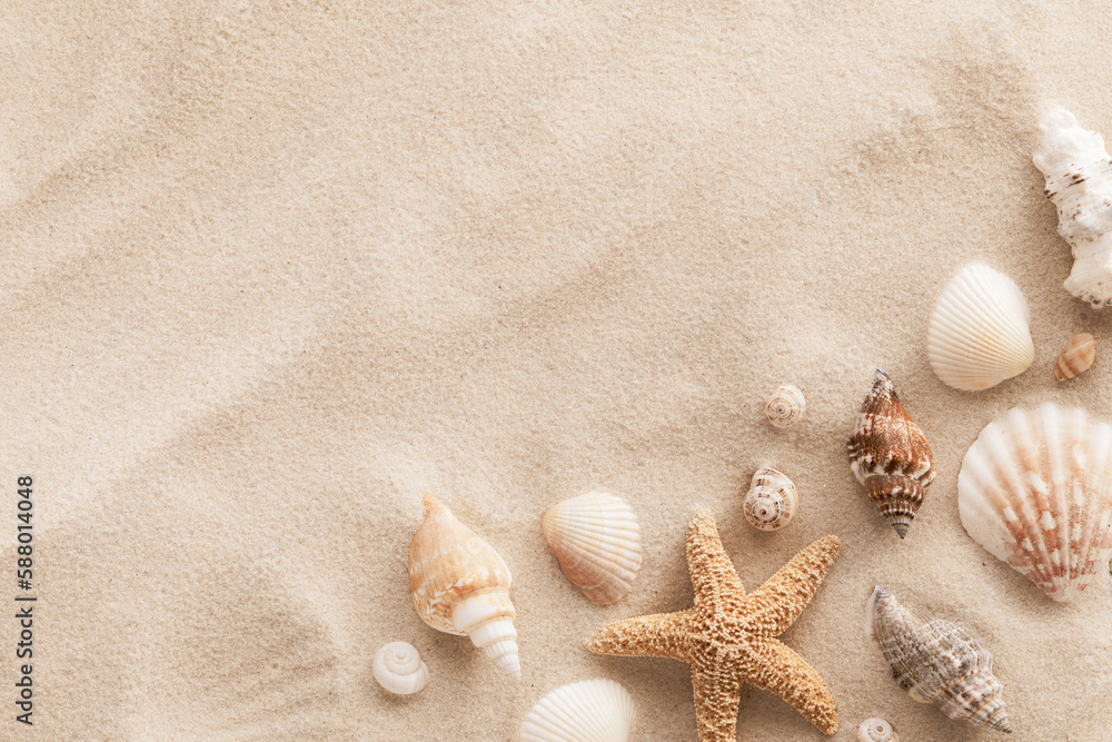 Wall mural top view of a sandy beach with collection of seashells and starfish as natural textured background f