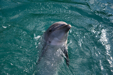 Obraz premium イルカ, 水, 海, 海, 動物, 哺乳動物, 青, 魚, めまいがする, 泳ぐこと, イルカ, プール, 海の, 笑う, 自然, 水中の, ウィルト, 水の, 野生生物, 哺乳動物, 頭, 動物, 鯨, ひれ