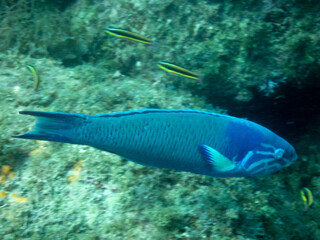Sunset Wrasse