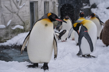 ペンギン, 南極, 鳥, 動物, 雪, 野生生物, ペンギン, 自然, こおり, 寒い, 冬, 極の, 南極, 白, ひどく寒い, 動物, かわいい, 水, 鳥, 海, さお, 黒, あごひも