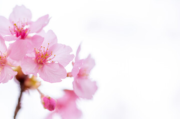 Naklejka na ściany i meble 美しいピンクの梅の花