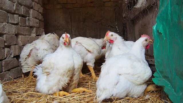 White hens with red scallops in a rural chicken coop. Chicken production, poultry farming, agriculture. Hens and roosters sit on the hay, walk, shake their heads and wings. Chalma, Srem, Serbia.