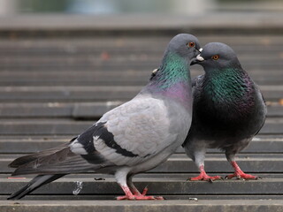 つがいの鳩