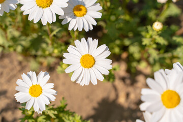 Fototapeta premium Daisies grow on the meadow. Day's eyes natural background. Nature view from top view