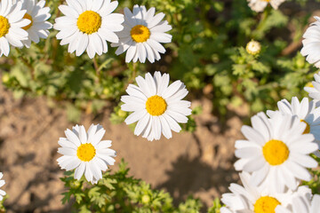 Daisies grow on the meadow. Day's eyes natural background. Nature view from top view