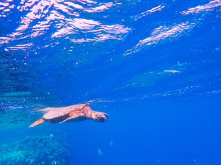 Fototapeta na wymiar Wild sea turtle near Jaz Solaya, Coraya bay, Marsa Alam, Egypt