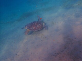Obraz premium Wild sea turtle near Jaz Solaya, Coraya bay, Marsa Alam, Egypt