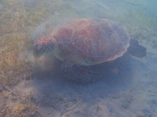 Wild sea turtle near Jaz Solaya, Coraya bay, Marsa Alam, Egypt