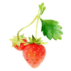 Two strawberries with leaf hand-painted watercolor illustration on transparent background