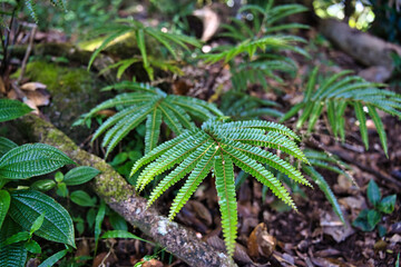 Morn blanc nature trail, beautiful ferns near the footpath, Mahe Seychelles.