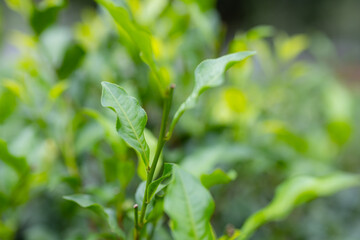 Close up of the green tea tree