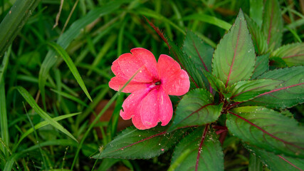 Flor