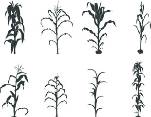 Corn stalk silhouette, Corn tree svg, corn Svg, Corn stalk vector