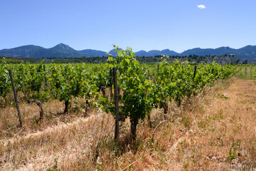 Fototapeta na wymiar Vignes en Drôme provençale
