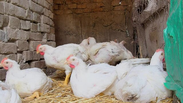 White hens with red scallops in a rural chicken coop. Chicken production, poultry farming, agriculture. Hens and roosters sit on the hay, walk, shake their heads and wings. Chalma, Srem, Serbia.
