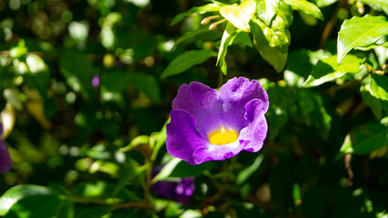 Flores