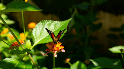 Borboleta