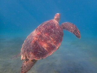 Fototapeta premium Wild sea turtle near Jaz Solaya, Coraya bay, Marsa Alam, Egypt
