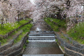 cherry blossoms on the banks of the river