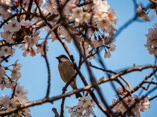 桜の枝と雀