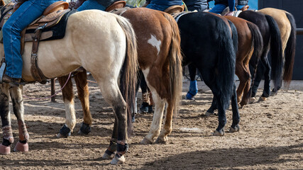 Seven horses in a row