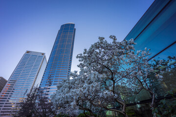Skyscripes and sakura in Seattle