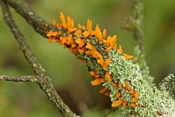 Weißdorn-Gitterrost (Gymnosporangium clavariaeforme) an Gemeinem Wacholder (Juniperus communis) im...