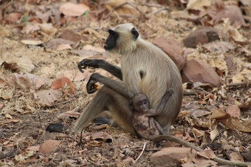 Baby langur with his mom