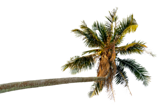 coconut tree bending Isolated