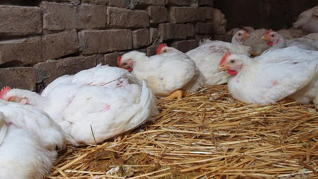 White hens with red scallops in a rural chicken coop. Chicken production, poultry farming, agriculture. Hens and roosters sit on the hay, walk, shake their heads and wings. Chalma, Srem, Serbia.