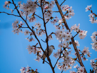桜の枝にとまる雀
