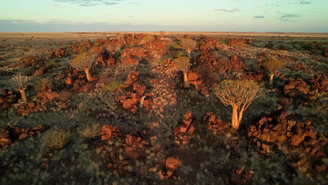Sunset on quiver tree forest, Namibia