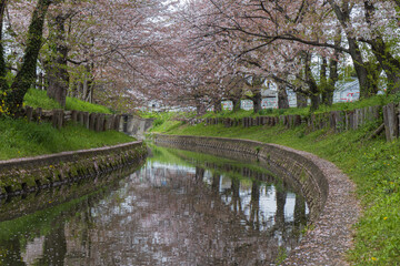 cherry blossoms on the banks of the river