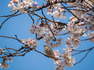 桜の枝から空を見る雀